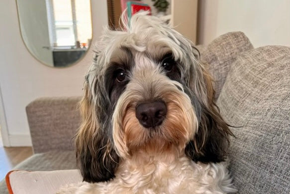 Bertie’s Pawtrait: A Neighborly Connection Turned Art