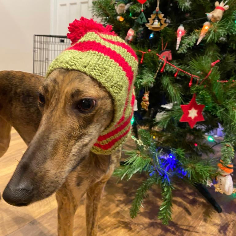 Fast and Festive: Frida’s 5-Minute Pawtrait Story