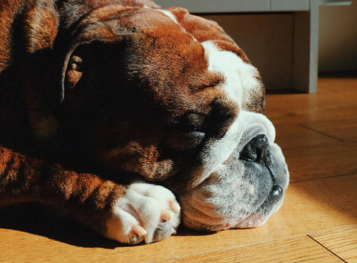 Wrong Dog, Right People: Finding Joy in a PAWTRAIT Mix-Up